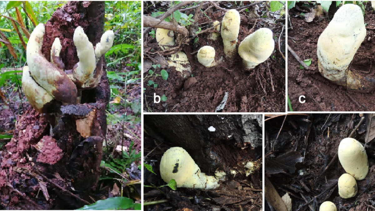 Ancient Fungus as Tall as a Traffic Cone Has Just Been Discovered in China : ScienceAlert