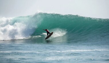 Surfing's 2026 Q3 Report: Dead Cat Bounce, Live Cocaine Bump