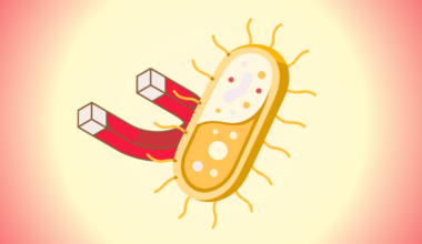 Magnetic Bacteria Extend Healthy Lifespan of C. Elegans