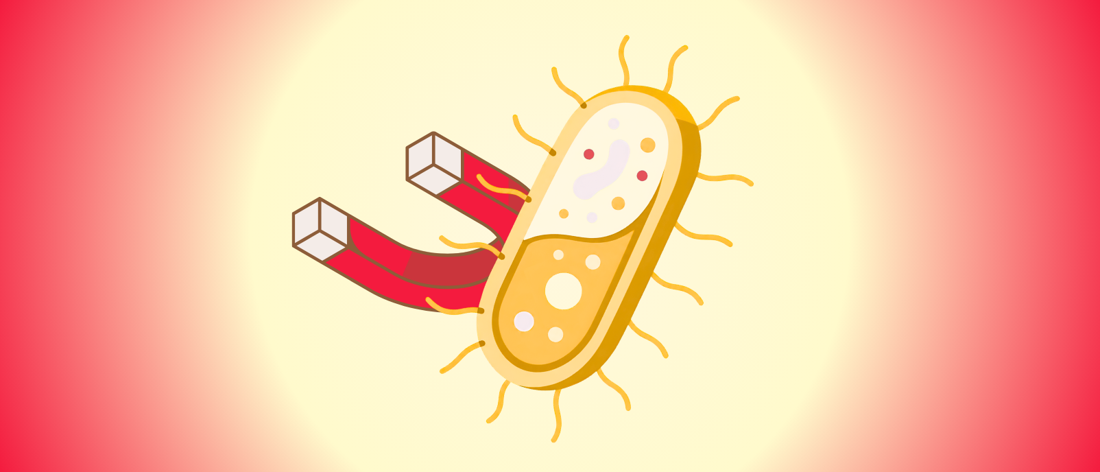 Magnetic Bacteria Extend Healthy Lifespan of C. Elegans