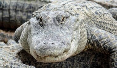 A Rattlesnake Swam The Length Of A Backyard Pool On Hilton Head Island, And It Was Filmed