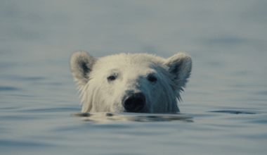 Watch Trailer For 'Nuisance Bear,' Award-Winning Documentary