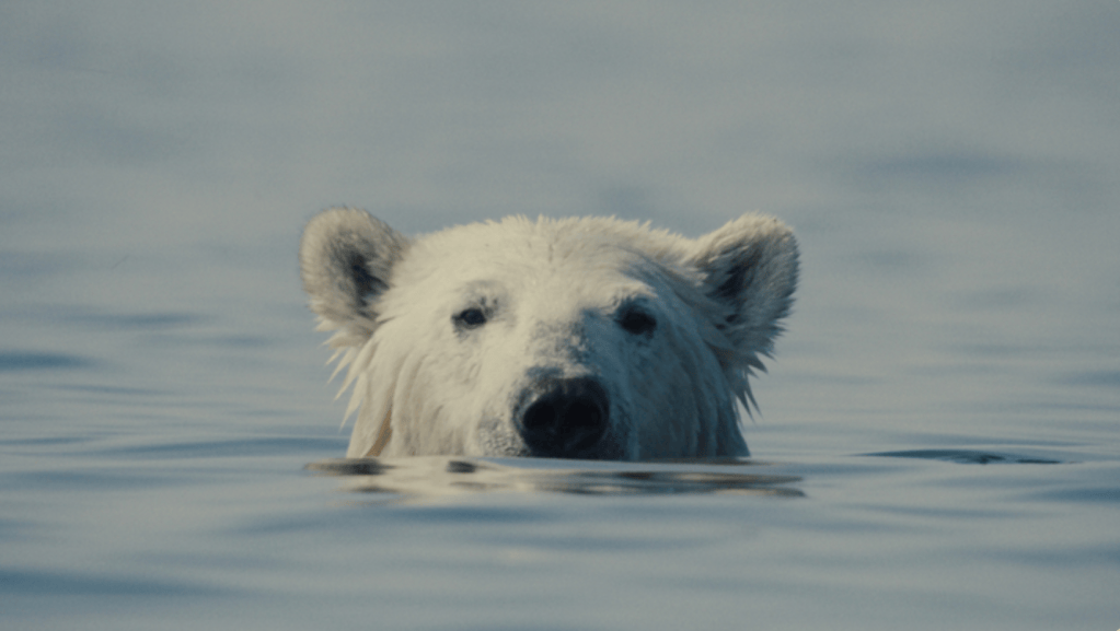 Watch Trailer For 'Nuisance Bear,' Award-Winning Documentary