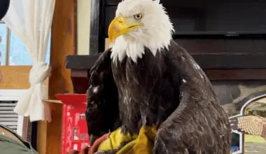 Jackie, the famous the bald eagle mama in California, died of bird flu