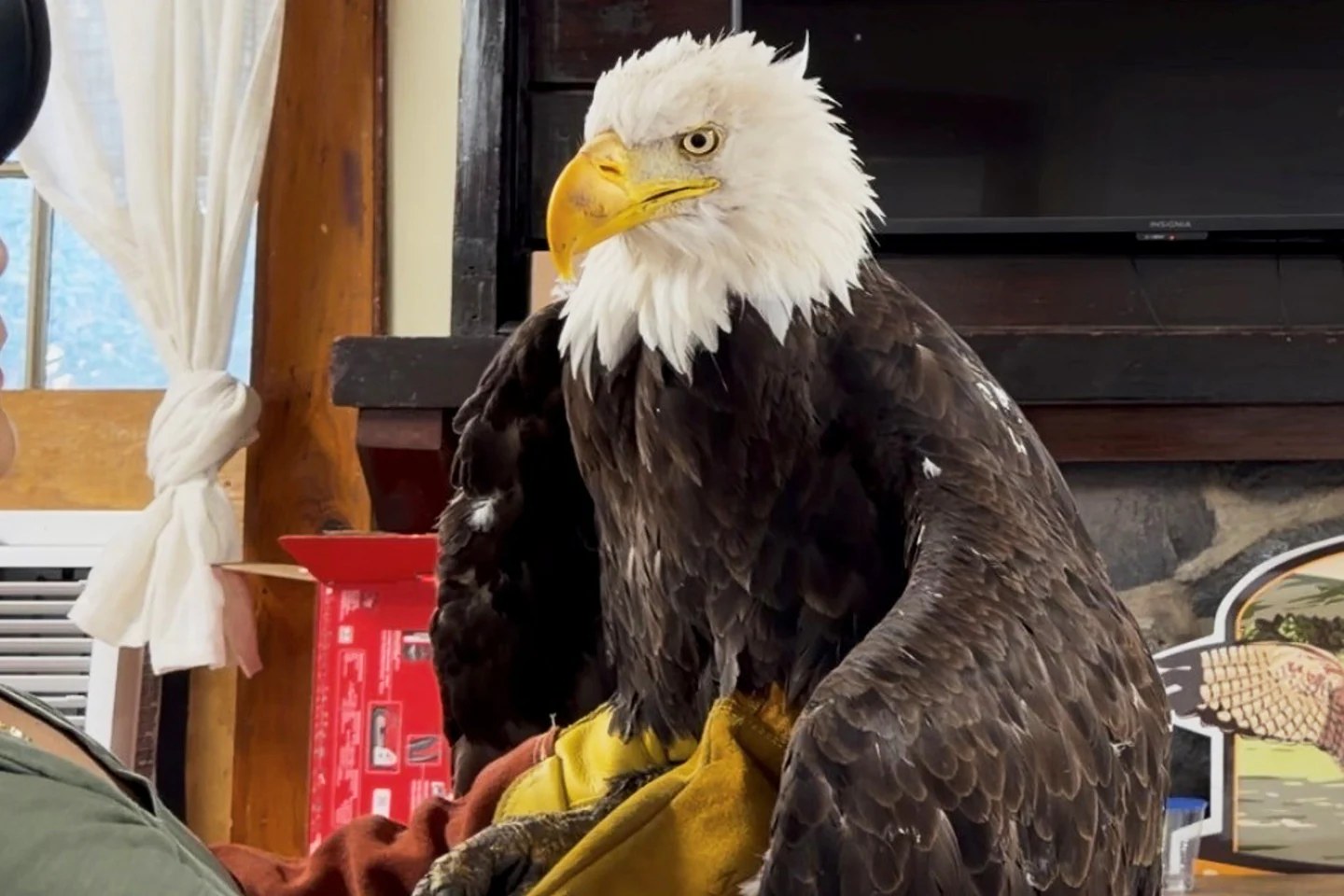 Jackie, the famous the bald eagle mama in California, died of bird flu