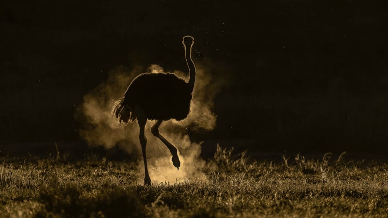 A silhouette of an ostrich walks through a grassy field, kicking up a cloud of dust backlit by the sun.