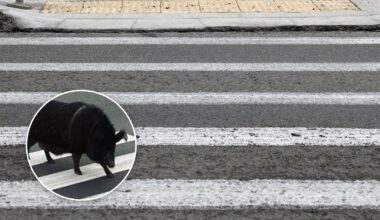 Christchurch pig Pumba stops traffic at Sumner pedestrian crossing