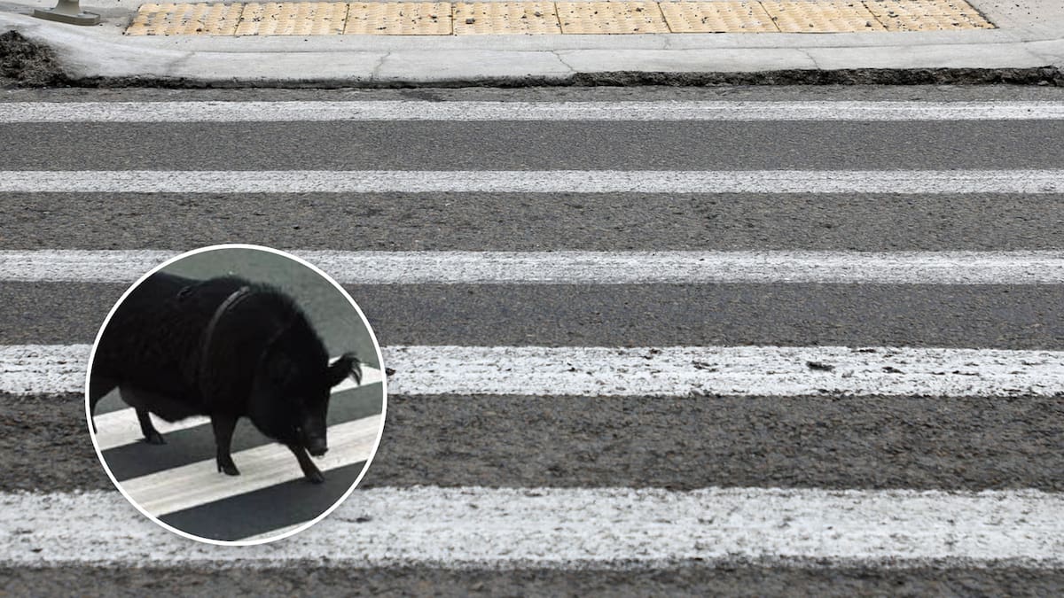 Christchurch pig Pumba stops traffic at Sumner pedestrian crossing