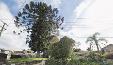 Ombudsman complaint filed over felling order for Tauranga protected tree