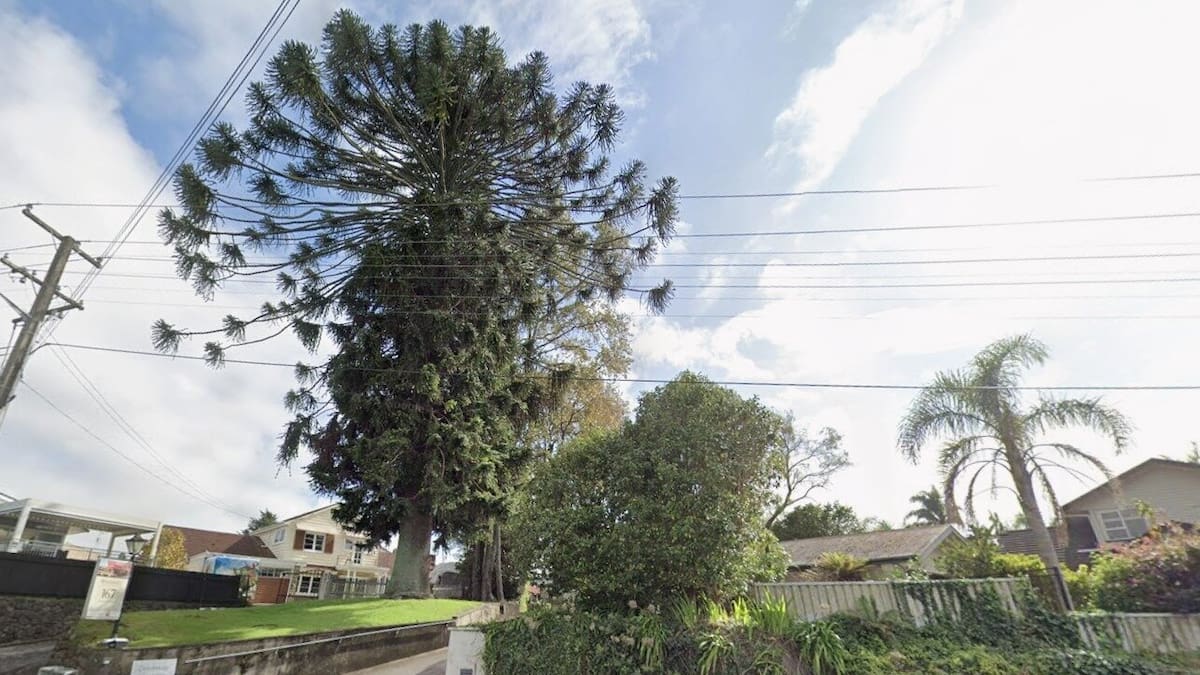Ombudsman complaint filed over felling order for Tauranga protected tree
