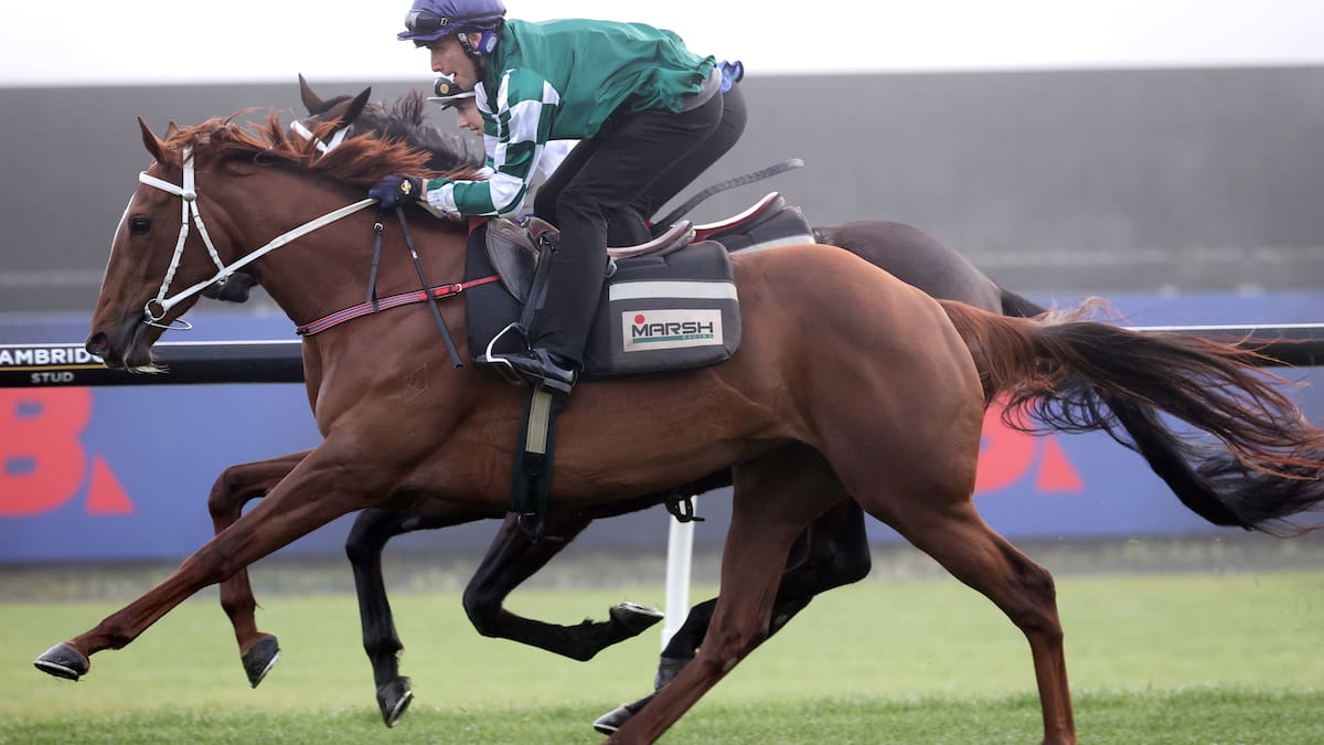 Horse racing: Well Written camp not making excuses even after they find one – Mick On Monday