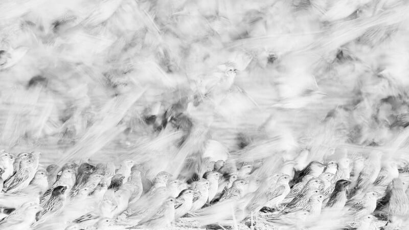 A large flock of birds on the ground, with many in motion creating a blurred, ethereal effect in black and white.