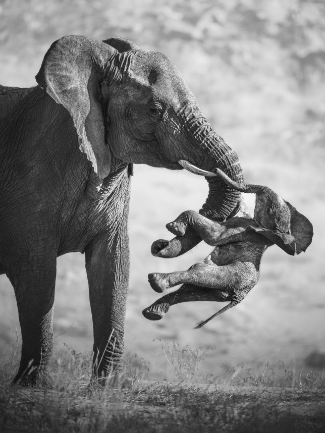 EMBARGOED TO 2330 TUESDAY OCTOBER 13 PRINT USE ONLY. NO SALES, NO ARCHIVE, NO CROPPING. CAN ONLY BE USED IN CONNECTION WITH THE NATURAL HISTORY MUSEUM'S WILDLIFE PHOTOGRAPHER OF THE YEAR COMPETITION 2026 MANDATORY CREDIT: Federico Veronesi/Wildlife Photographer of the Year Copyright in this image is retained by the photographer. THE FOLLOWING MUST APPEAR CLEARLY AND LEGIBLY IN EDITORIAL COPY: Wildlife Photographer of the Year is developed and produced by the Natural History Museum, London. USAGE RESTRICTIONS: Maximum number of images within a publication or website is up to 20 (twenty) images across multiple editions and pages unless otherwise agreed in writing between the publication and the Natural History Museum. All front cover requests must be approved by the Natural History Museum and the photographer. Undated handout photo issued by Natural History Museum of a female elephant carrying a dead calf in Huab River Valley in Namibia, by Federico Veronesi, from Italy, the winner of Wildlife Photographer of the Year. Issue date: Tuesday October 13, 2026. PA Photo. Photo credit should read: Federico Veronesi/PA Wire NOTE TO EDITORS: This handout photo may only be used for editorial reporting purposes for the contemporaneous illustration of events, things or the people in the image or facts mentioned in the caption. Reuse of the picture may require further permission from the copyright holder.