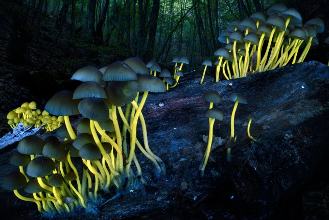 EMBARGOED TO 2330 TUESDAY OCTOBER 13 PRINT USE ONLY. NO SALES, NO ARCHIVE, NO CROPPING. CAN ONLY BE USED IN CONNECTION WITH THE NATURAL HISTORY MUSEUM'S WILDLIFE PHOTOGRAPHER OF THE YEAR COMPETITION 2026 MANDATORY CREDIT: Agorastos Papatsanis/Wildlife Photographer of the Year Copyright in this image is retained by the photographer. THE FOLLOWING MUST APPEAR CLEARLY AND LEGIBLY IN EDITORIAL COPY: Wildlife Photographer of the Year is developed and produced by the Natural History Museum, London. USAGE RESTRICTIONS: Maximum number of images within a publication or website is up to 20 (twenty) images across multiple editions and pages unless otherwise agreed in writing between the publication and the Natural History Museum. All front cover requests must be approved by the Natural History Museum and the photographer. Undated handout photo issued by Natural History Museum of fluorescent fungi, by Agorastos Papatsanis, from Greece, the winner of Plants and Fungi category in Wildlife Photographer of the Year. Issue date: Tuesday October 13, 2026. PA Photo. Photo credit should read: Agorastos Papatsanis/PA Wire NOTE TO EDITORS: This handout photo may only be used for editorial reporting purposes for the contemporaneous illustration of events, things or the people in the image or facts mentioned in the caption. Reuse of the picture may require further permission from the copyright holder.