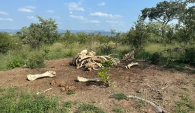 When an elephant dies, its body marks the landscape for a decade