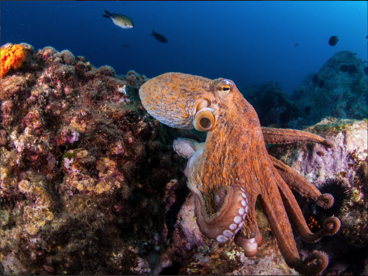 Octopus resting on the sea floor.