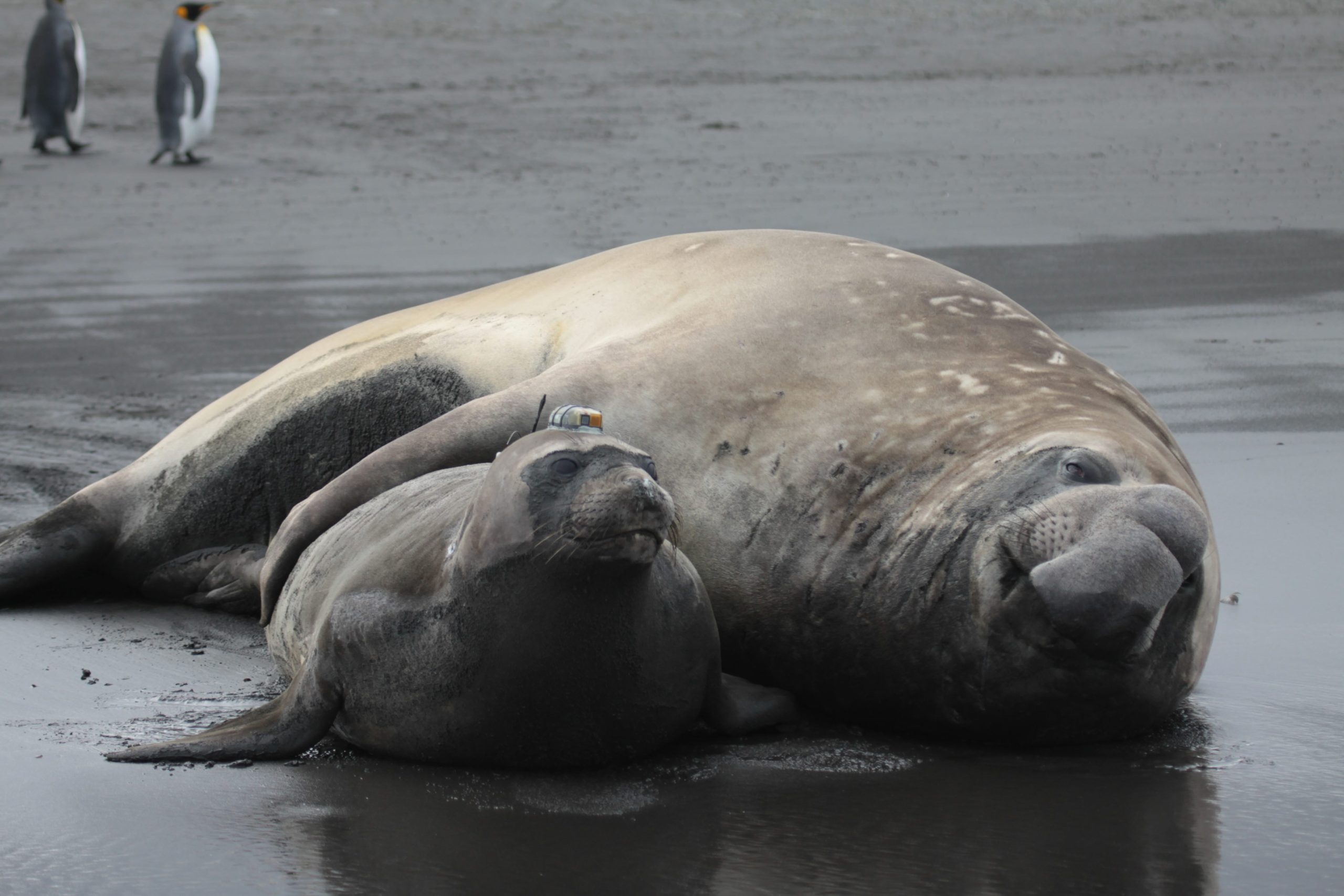 Southern elephant seal with acoustic tag
