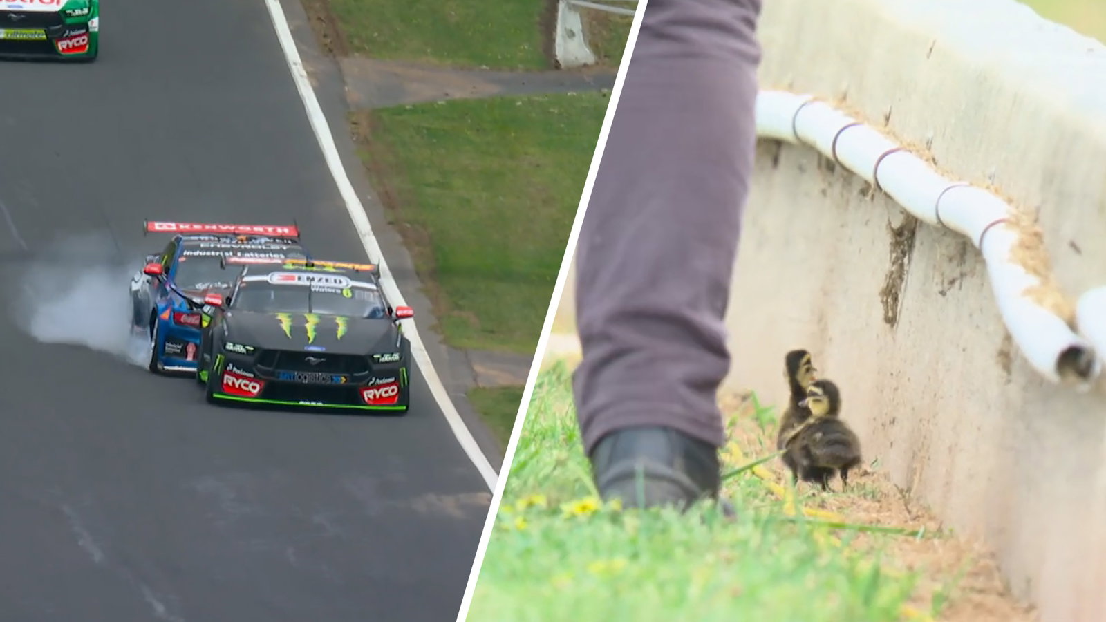 Rogue ducks trigger clash between Supercars champions