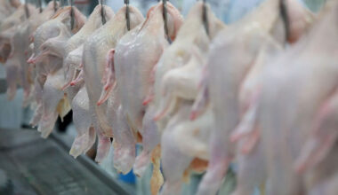 Antimicrobial Violet-Blue Light Shows Promise for Reducing Drug-Resistant Campylobacter on Poultry