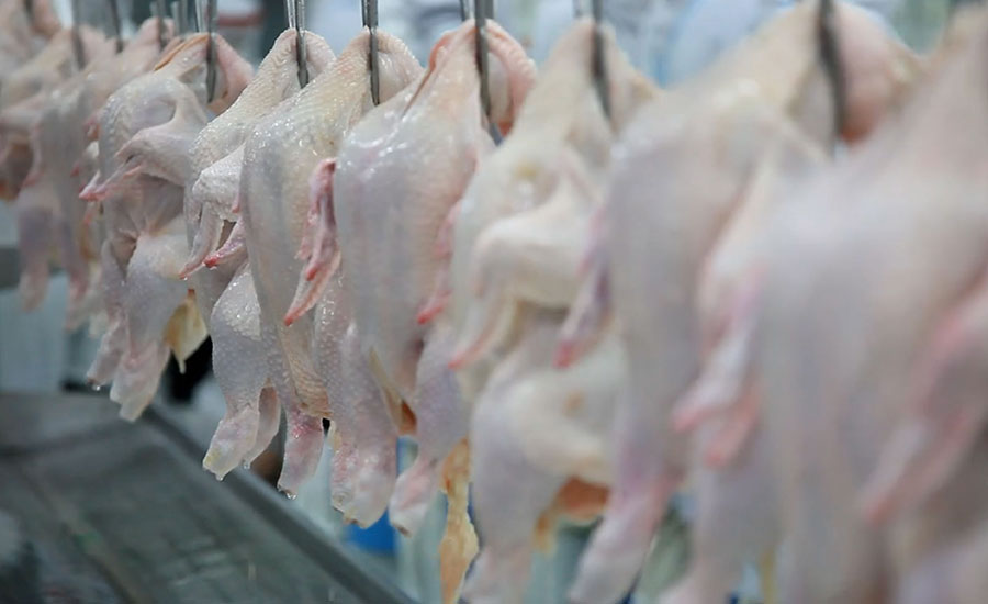 Antimicrobial Violet-Blue Light Shows Promise for Reducing Drug-Resistant Campylobacter on Poultry