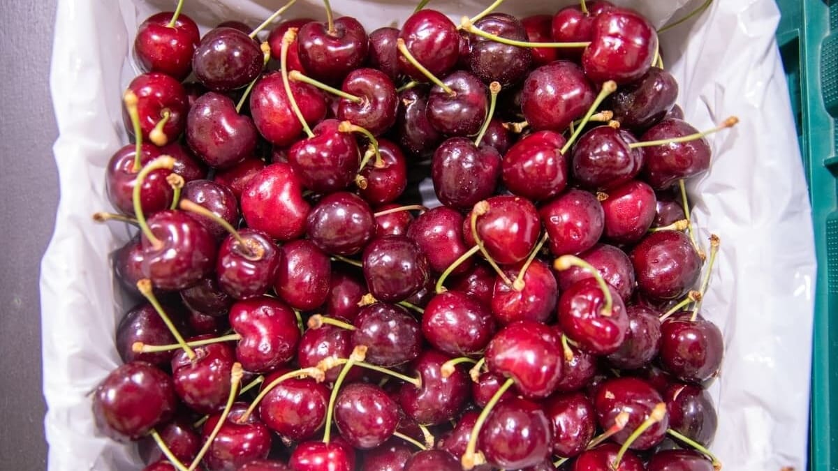 Early cherry harvest expected as warm spring boosts crop prospects