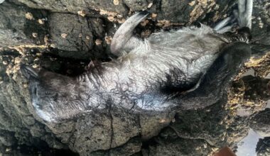 DoC appeal to find pair behind dead and missing penguin chicks from North Piha beach