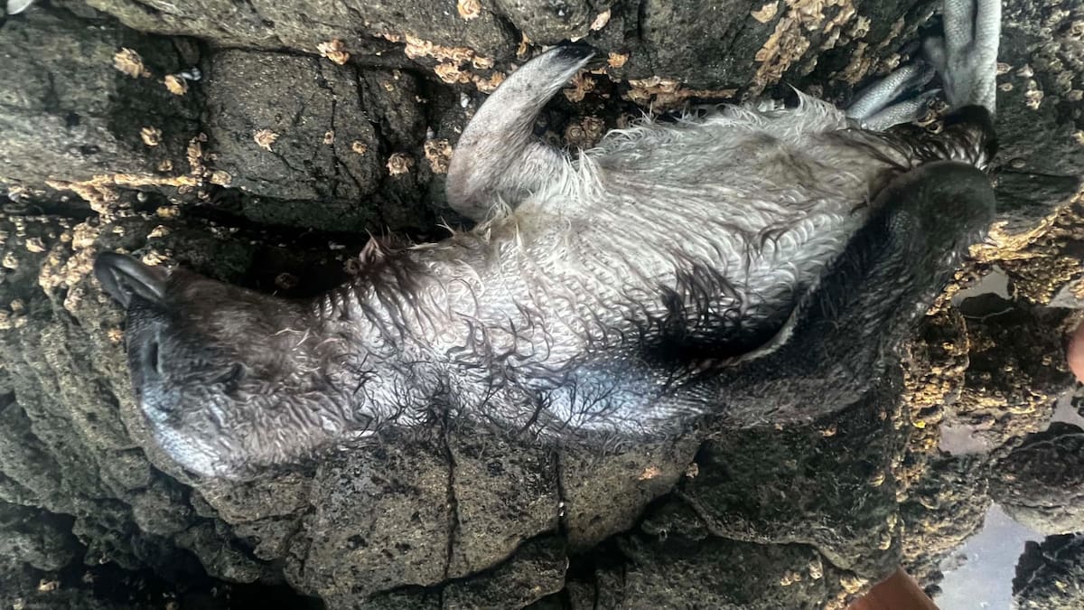 DoC appeal to find pair behind dead and missing penguin chicks from North Piha beach