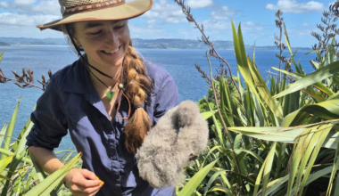 All at sea: El Niño may blow in a summer of scarcity for our seabirds