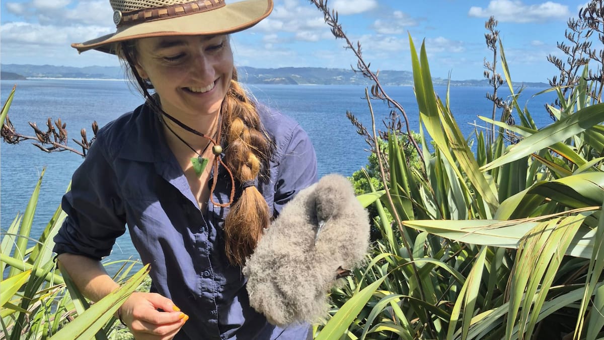 All at sea: El Niño may blow in a summer of scarcity for our seabirds