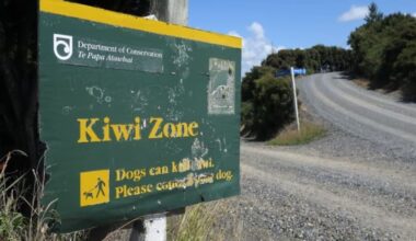 Northland woman pleads guilty after dog kills four kiwi