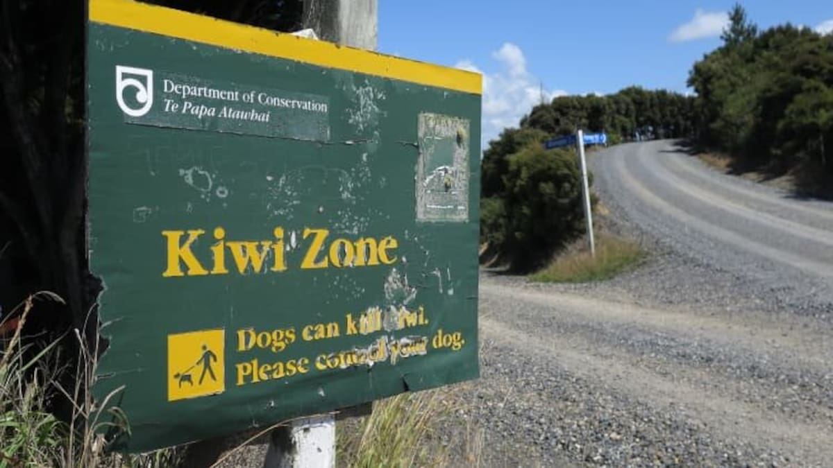 Northland woman pleads guilty after dog kills four kiwi