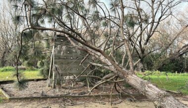 Plant thefts and vandals using blowtorches and chainsaws plague Masterton