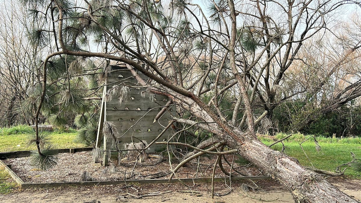 Plant thefts and vandals using blowtorches and chainsaws plague Masterton