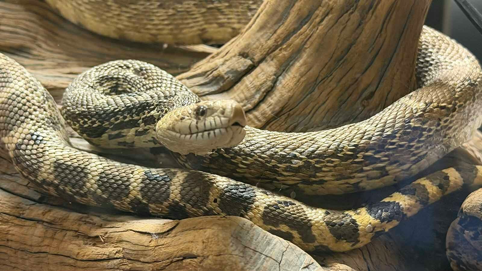 Coiled snakes are among roughly 450 animal, bird and fish specimens housed inside Casper College’s Werner Wildlife Museum.