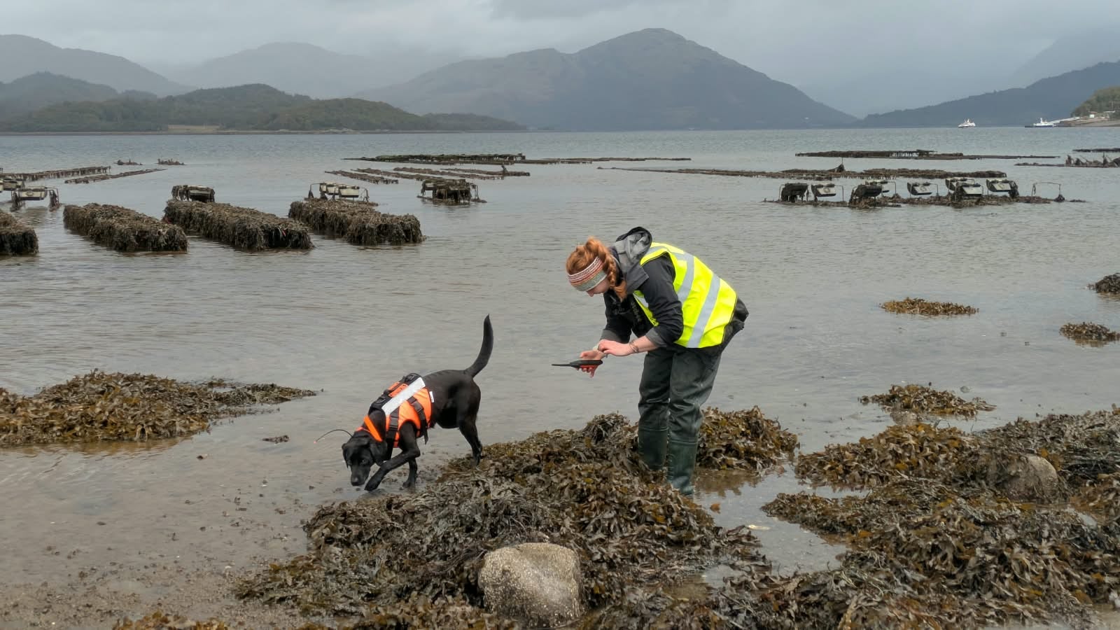 Six-year-old Sgiath is trained to look for the invasive sea creature