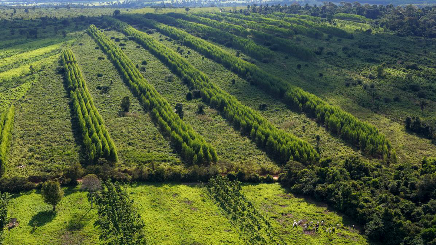 Working Trees to remove 270,000 tons of CO2 in Brazil