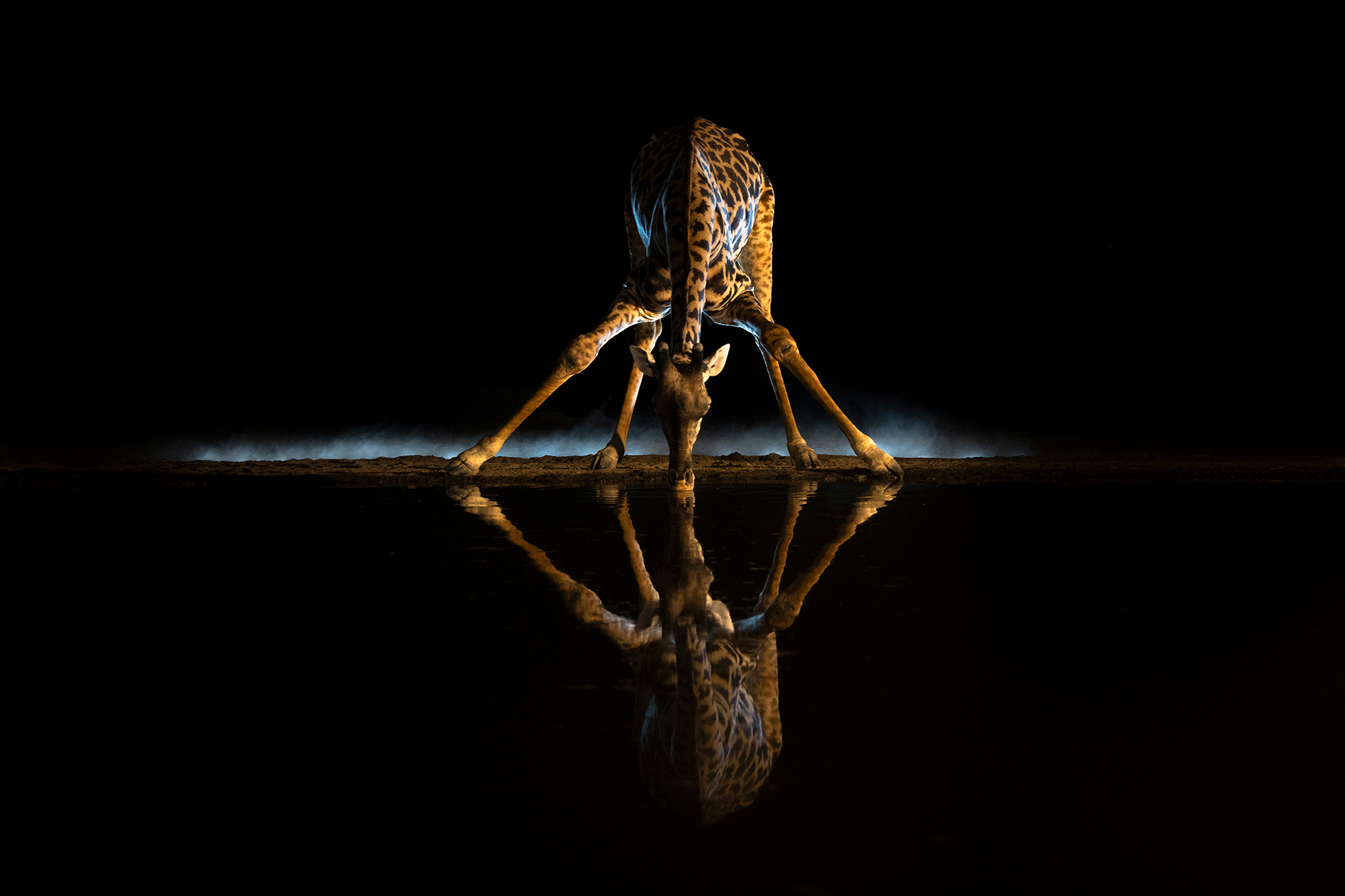 Photograph of a Masai giraffe taken by Ann &amp; Steve Toon of the UK at the Shompole overnight hide in Kenya&rsquo;s Rift Valley.