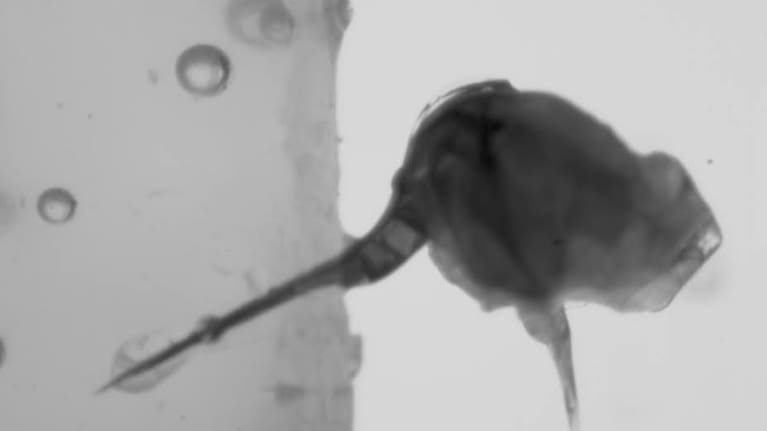 A bee sting embedded in silicone.