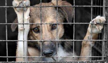 Dog owners who shut animals away for long periods face new fine