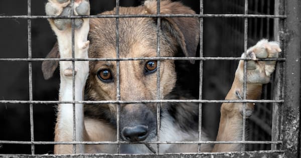 Dog owners who shut animals away for long periods face new fine