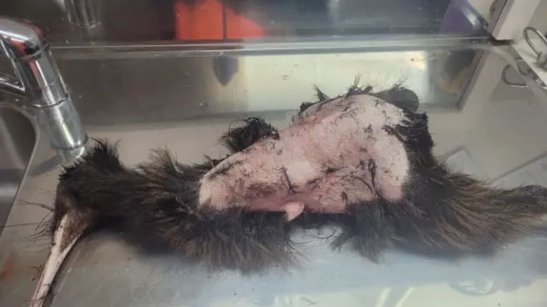 A kiwi found after an earlier spate of maulings at Wharengaere Bay. Source: Department of Conservation