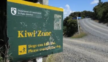 Northland woman pleads guilty after dog kills four kiwi
