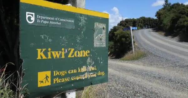Northland woman pleads guilty after dog kills four kiwi