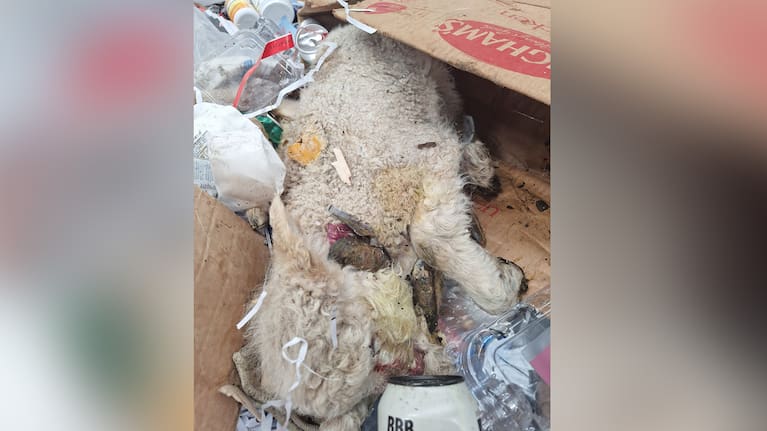 A lamb carcass found on the recycling conveyor last week.
