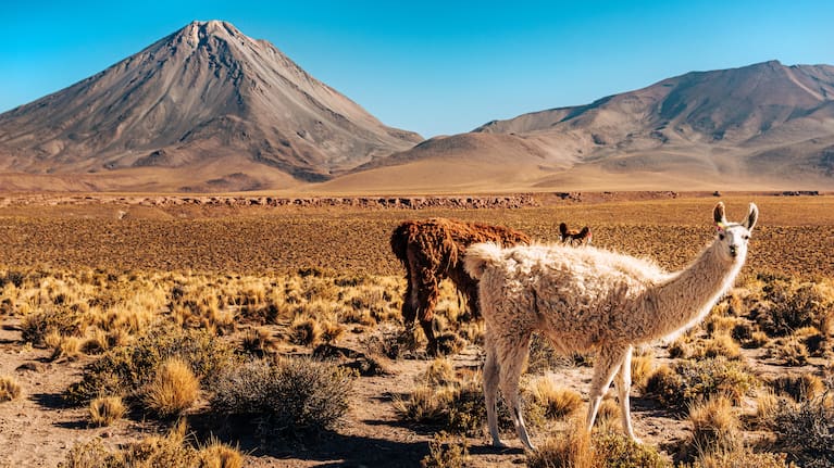 Llamas in the Atacama desert. Despite bordering the Pacific, it’s the driest non-polar desert on Earth.
