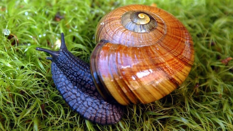 A Powelliphanta snail. (Source: DOC)