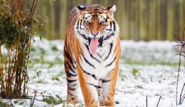 UK wildlife park confirms tiger who killed man will not be euthanised