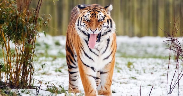 Man dies after entering tiger enclosure at English wildlife park