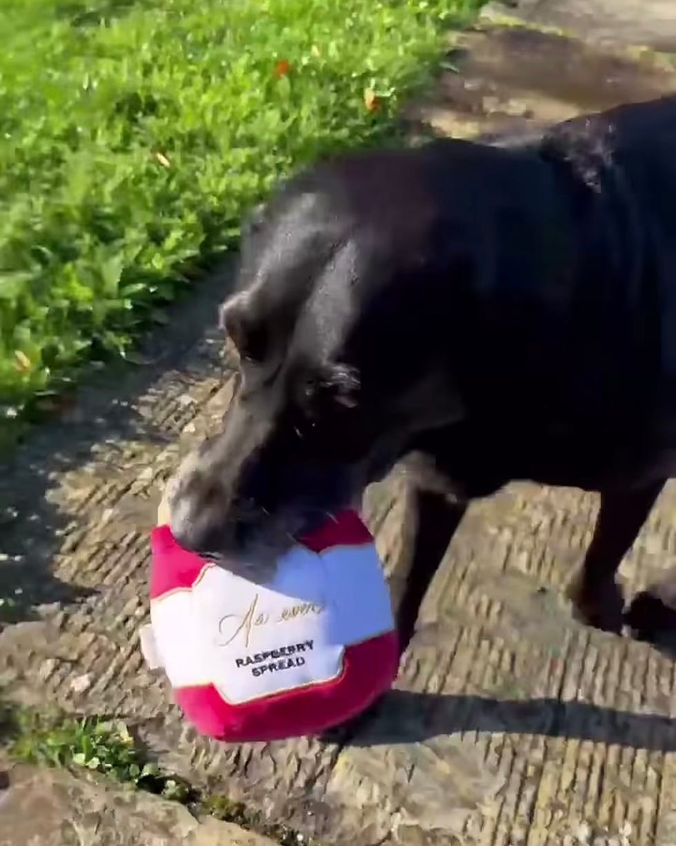 A black dog carrying a toy resembling a jar of raspberry spread on a path next to green grass.