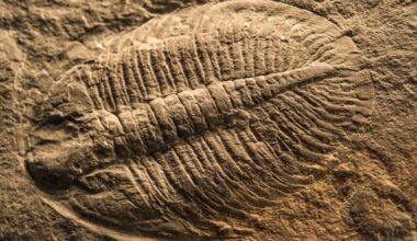 Whoops! Scientists Might Have Had the Origin of Animals All Wrong.